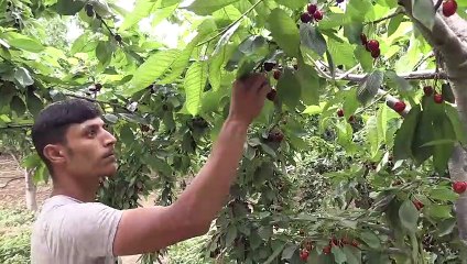 'Dalbastı' kirazında hasat başladı - MALATYA