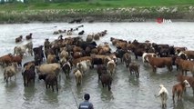 Sıcaktan bunalan hayvanlar suda serinliyor