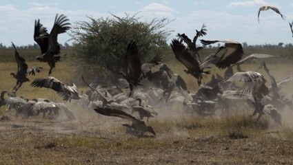 Afrika'da katliam! Yüzlerce akbaba zehirlenerek öldürüldü