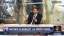 Vaches à hublot, la vidéo choc