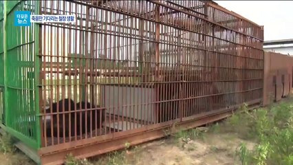 [더깊은뉴스]굶주림과 질병 속 10년 철창…반달곰의 비극