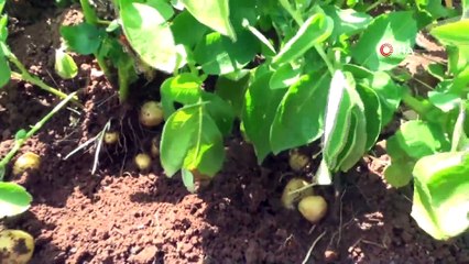 Siirt’te İlk Kez Patates Üretimi Gerçekleşti