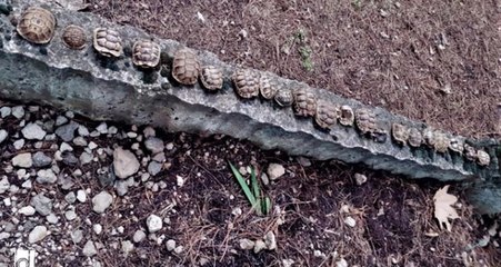 Mezarlıkta 30 kaplumbağa ölüsü yan yana bulunmuştu! Nedeni belli oldu