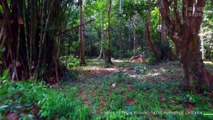 19252es-Una serpiente pitón vomita a su presa para que no la atrapen