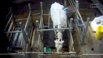 Vacas “ojos de buey”: las imágenes de las indignantes prácticas de una granja experimental