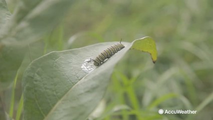 Celebrating National Pollinator Week