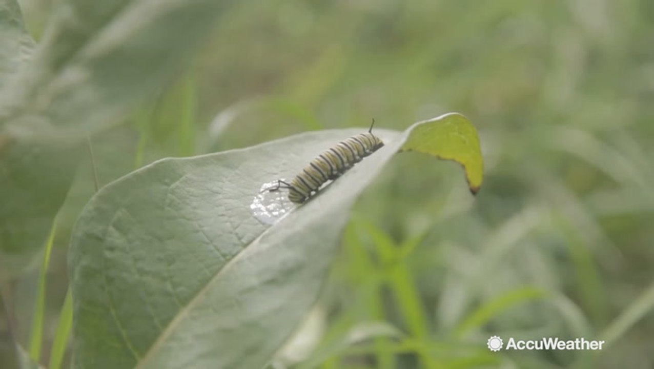 Celebrating National Pollinator Week