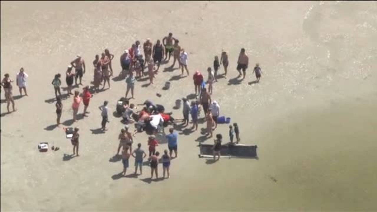 La colaboración ciudadana ayuda a 3 manatíes varados a volver al mar en Florida (EEUU)