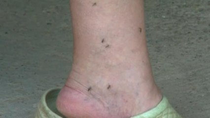 Mückenplage in Kroatien