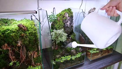 Making a Cliff Aquaterrarium with flowing waterfalls