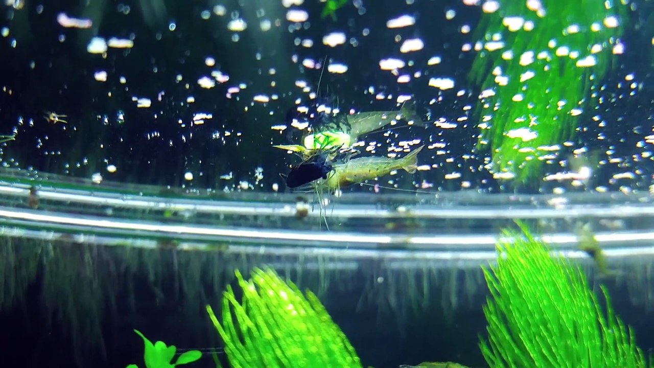 19th Month – (It’s a BOY!) NO filter, NO CO2, NO Ferts 5 Gallon Nano Tank
