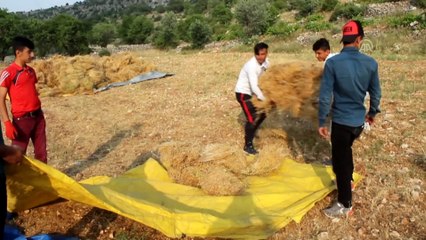 Gercüş'te arpa ve mercimek hasadı - BATMAN