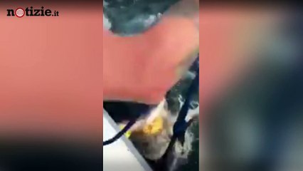 Télécharger la video: Stati Uniti, squalo sorprende pescatori al largo | Notizie.it