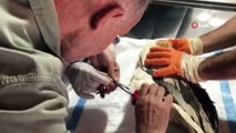 Yaralı Mısır akbabası tedavisini ardından doğaya salındı