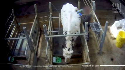 As vacas “buraco” e o centro de pesquisa denunciado pela associação L2014