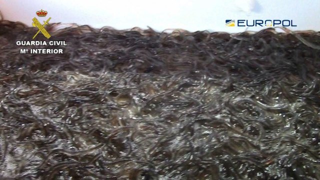 2.842 kilos de angulas incautados y 45 personas detenidas