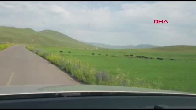 KARS DOMUZ SÜRÜ BÖYLE GÖRÜNTÜLENDİ