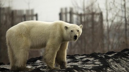 Sie soll sich im Zoo erholen: Wilde Eisbärin von Norilsk eingefangen