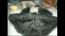 La gorila Koko ha muerto esta noche a los 46 años de edad