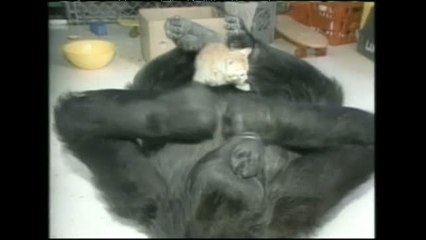 La gorila Koko ha muerto esta noche a los 46 años de edad