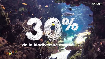 Le corail nous protège contre les caprices de la Terre - Keskispasse sur la planète