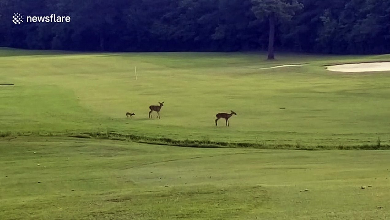 Adorable baby deer has zoomies video Dailymotion