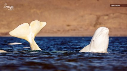 Skull Found to Be Rare Hybrid of a Narwhal and Beluga Whale