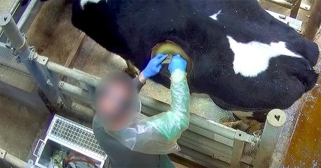 Vidéo choc des vaches à hublot : une pratique « choquante » mais « utile », selon le gouvernement