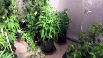 Beylikdüzü'nde bir evde 57 kök Hint keneviri ele geçirildi