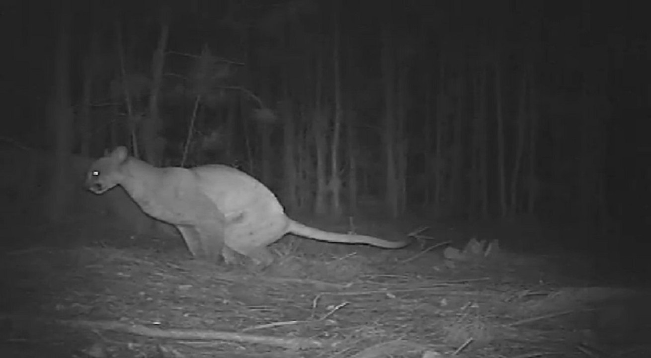 Los grandes felinos dejan mensajes a miembros de su especie