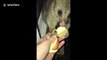 Aussie woman feeds a shy brushtail possum that lives in her roof