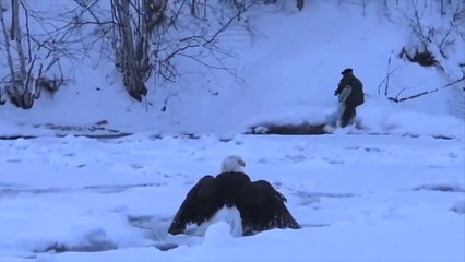 Rescuers Help Bald Eagle Grounded By 8-Pound Ball Of Ice