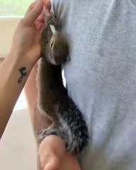 Quand un petit écureuil ne peux pas s’arrêter de boire. Trop cute !