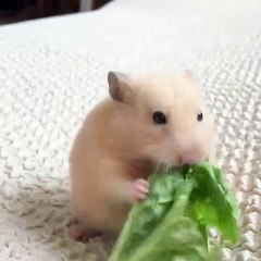 Cette souris déguste avec beaucoup de plaisir une feuille de laitue !!