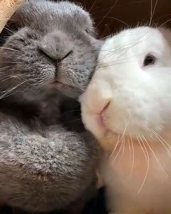 De mignons petits lapins se font des bisous. Regardez !