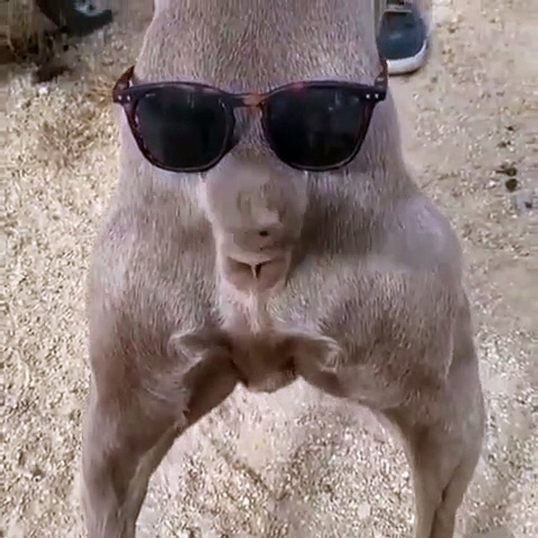 Ce chien qui remue la queue avec des lunettes. A mourir de rire !! - Vidéo  Dailymotion