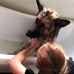 Ce chienne n’apprécie pas vraiment le moment du bain. Trop drôle !