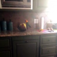 Ces perroquets font des banana-split. Hilarant !