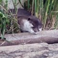 Cette petite loutre a trop sommeil. Regardez comment il est mignon !