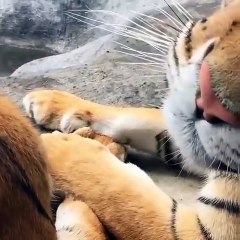 Ce tigre a subi deux chirurgies. Regardez comment il se porte comme un charme !!