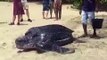 La tortue luth est la plus grande espèce de tortue de mer sur terre. Incroyable !