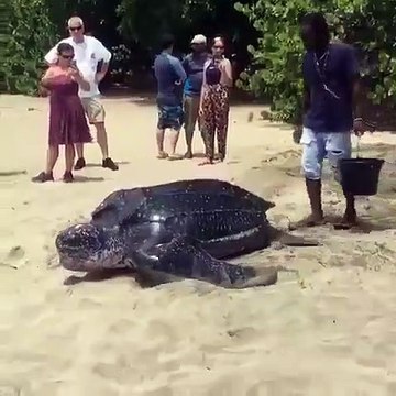 La tortue luth est la plus grande espèce de tortue de mer sur terre. Incroyable !