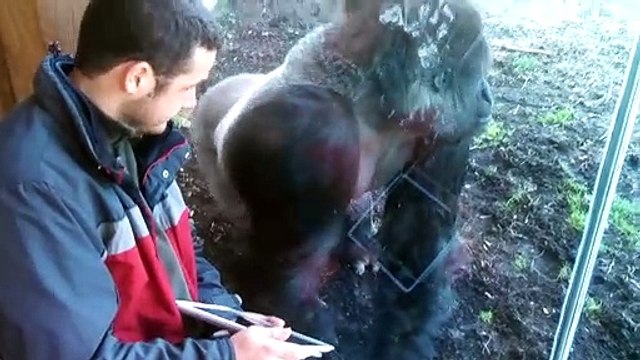 Ce gorille a l'air de beaucoup aimer les iPads... Adorable