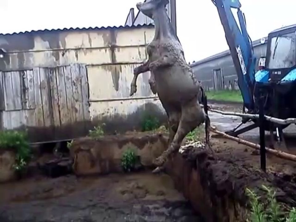Sauvetage d'une vache piégée dans la boue. Impressionnant