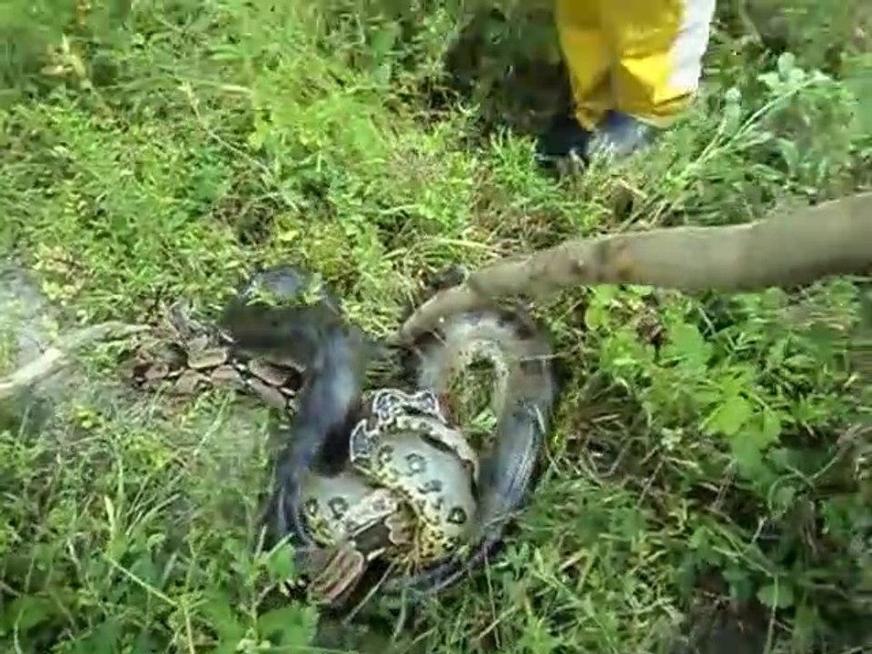 Ils viennent déranger un énorme anaconda en pleine chasse