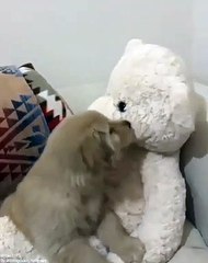 Ce petit Golden est tellement cute avec sa peluche. Admirez !