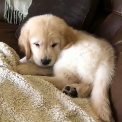 Sa queue touffue hypnotise ce mignon chiot !