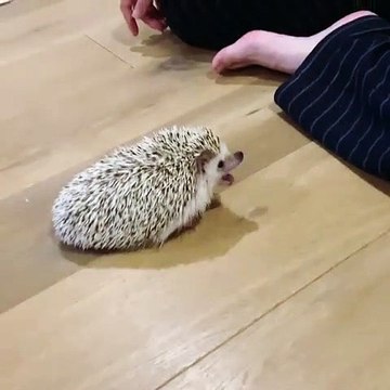 Cet herisson se repliant sur lui est majestueux. Admirez !!