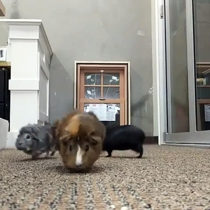 Ils sont si mignons et tellement occupés ces cochons d'Indes !!