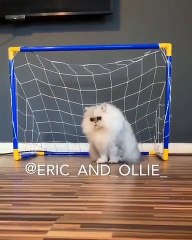 Ce chat est un goal très talentueux. Trop fort !